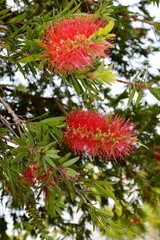 Indonesian tropical plants