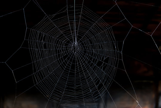 spider web on black