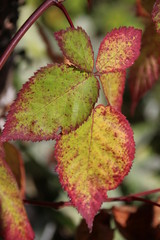 Herbst - Blatt