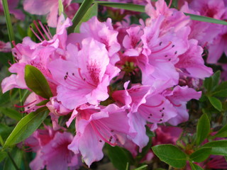 Fleurs Rhododendron