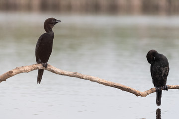 Pygmy cormorant
