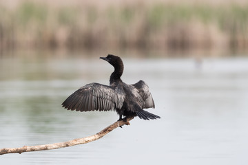 Pygmy cormorant