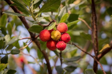 tree with ripe tropical multicolored fruits, lychees
