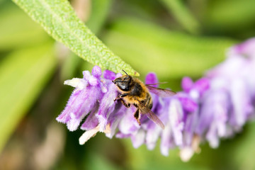 Fototapeta premium the bee sits on a purple flower