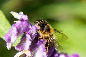 the bee sits on a purple flower