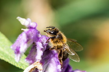 the bee sits on a purple flower