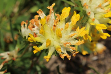 Yellow "Common Kidney Vetch" flower (or Woundwort, Ladies’ Fingers, Gemeiner Wundklee) in St. Gallen, Switzerland. Its Latin name is Anthyllis Vulneraria, native to Europe, used for wound treatments.
