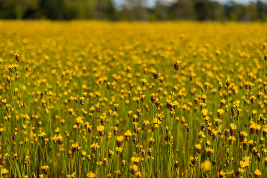 yellow flower grass Xyris indica (Xyridaceae) in the paddy fields on blur background with soft light .selection focuc,soft focus for background