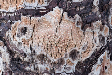 texture of palm trees