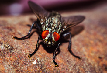 House Fly close up