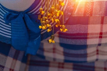 hat on sofa and yellow flower  (Xyridaceae) sunlight