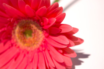 Gerber. Beautiful pink flower. Summer plant. Macro.