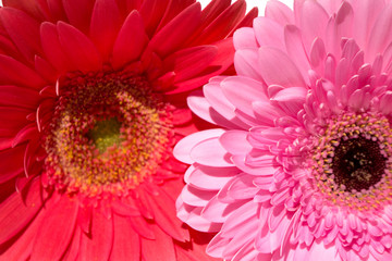 Two gerbers. Beautiful pink flowers isolated on white background.