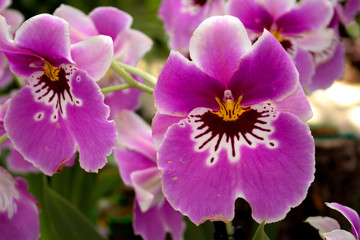 Obraz premium Orchids. Beautiful orchid blossom in the garden. 