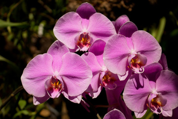 Fototapeta na wymiar Orchids. Beautiful orchid blossom in the garden. 