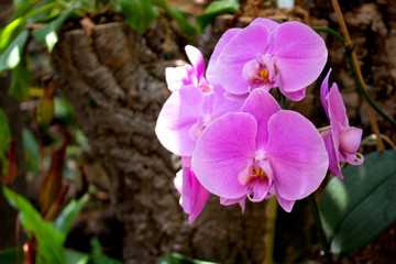 Orchids. Beautiful orchid blossom in the garden. 
