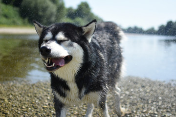 alaskan malamute shaking off