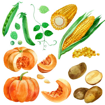 Watercolor illustration, set, images of vegetables, corn and corn kernels, potatoes, pumpkin and peas.