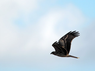 獲物を探すトビ