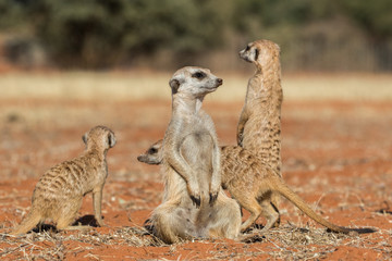 Meerkat family (Suricata suricatta), Kalahari desert, Namibia - obrazy, fototapety, plakaty