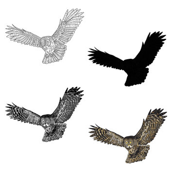 Vector illustration. An image of a flying owl. Black and white line, silhouette, black and white, gray and color image.