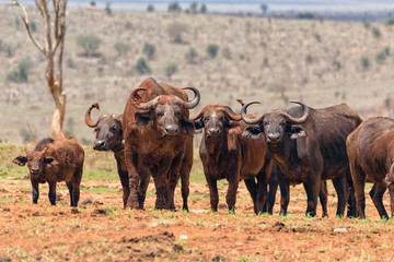 Family of African Buffalo