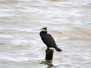湖で休むカワウ