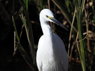 エサを探すサギ