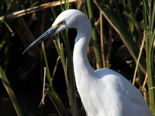 エサを探すサギ