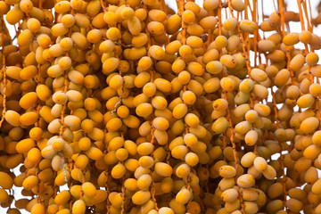 Sweet date fruites on twigs