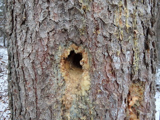Hole in spruce tribe, Deep pileated woodpecker hole in a spruce tree