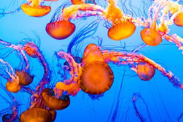 Fototapeta na wymiar Jellyfish chaos