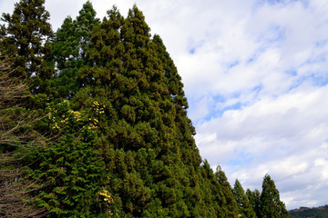 Green wall. Forest of Japanese red cedar - Cryptomeria. 