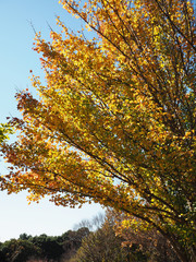 夕日が当たる紅葉
