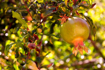 Garnet. Green garnet fruit. Tropical tree. Mediterranean plant.