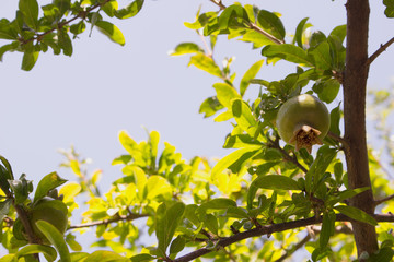 Garnet. Green garnet fruit. Tropical tree. Mediterranean plant.