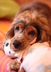 Cocker Spaniel Sunny