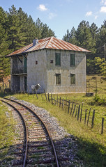 la ferrovia della sila, il casale e la vacca 503
