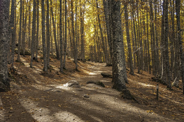 castañar, el tiemblo, Avila