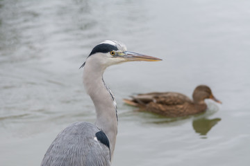 Reiher mit Ente