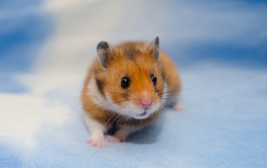 Cute tiny Syrian hamster on a bright blue background
