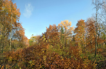 Fototapeta premium laubwald