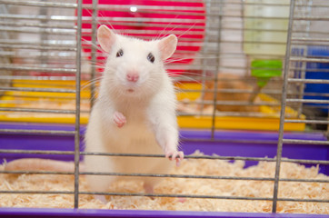 Funny white laboratory rat standing and looking out of a cage (shallow DOF, selective focus on the...