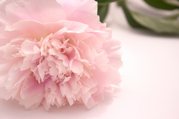 Peony. Beautiful pink flower. Fresh summer plant. Macro. 