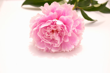 Peony. Beautiful pink flower. Fresh summer plant. Macro. 