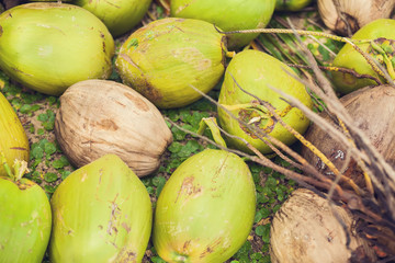 coconut green on the grass