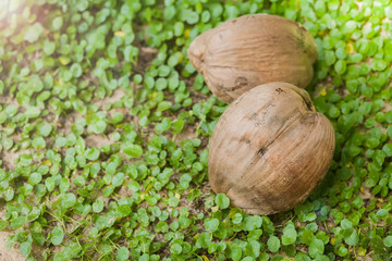 coconut green on the grass