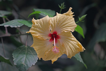 Hibiskus © Asray Laleike