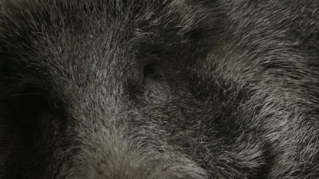 wild boar in forest - available in 5k red epic footage