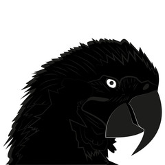 Picture of a parrot head for retro hipster logos, emblems, badges, labels template and t-shirt vintage design element. Isolated on white background